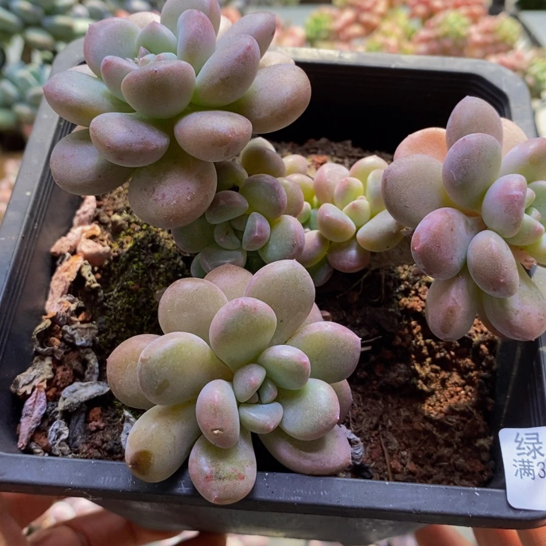017白鹭12cm多肉植物