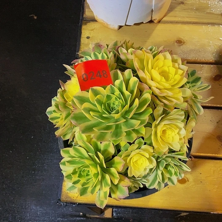 ?****?0248多肉植物中奖