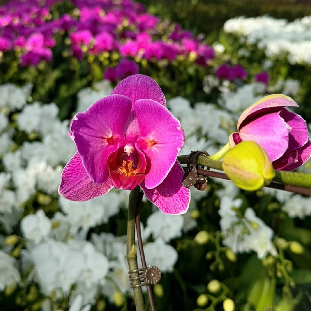 发顺丰【闪变双剑恭喜发财蝴蝶兰】带花发货