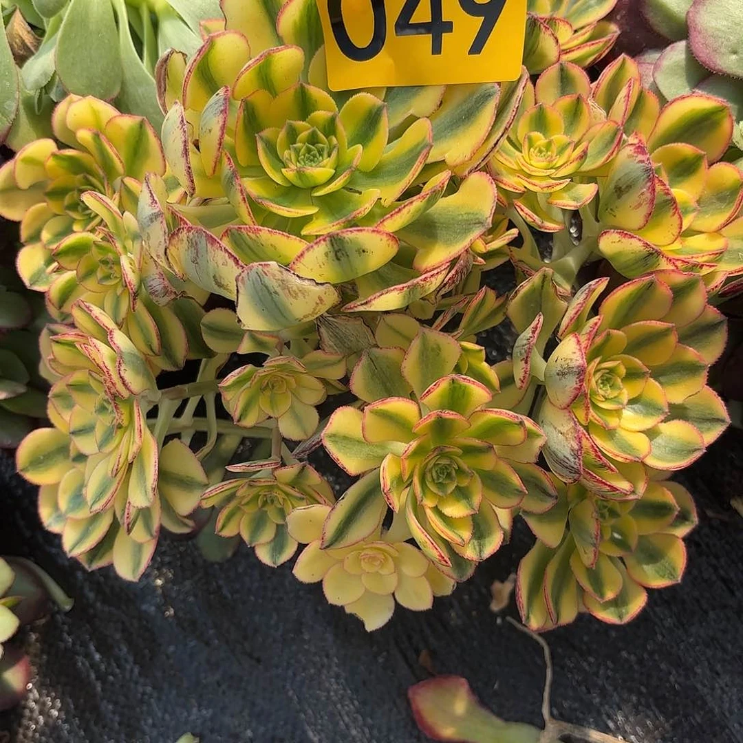 幽***友多肉植物太阳神049