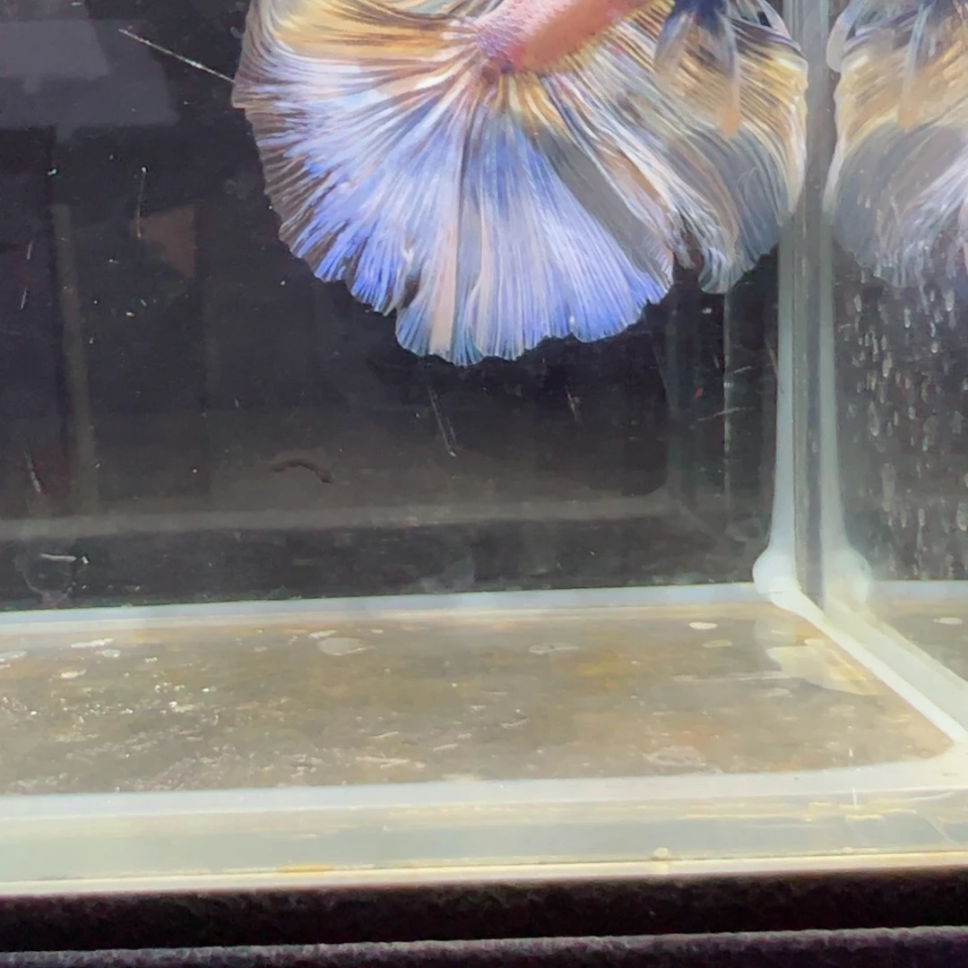 斗鱼浅色特殊尾hhhh