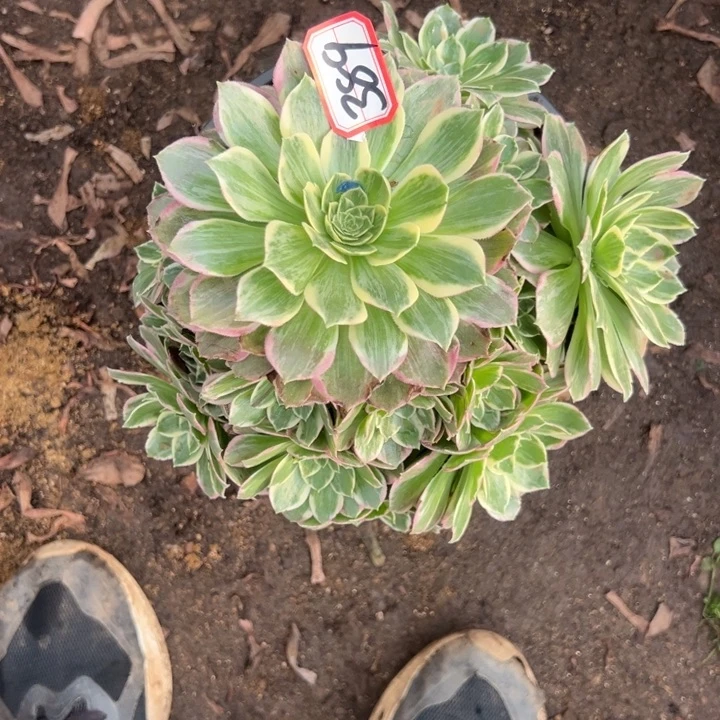 多肉植物389不售后