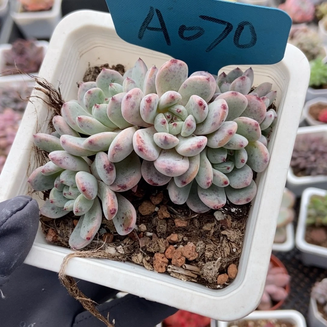 070雪爪多肉植物多肉