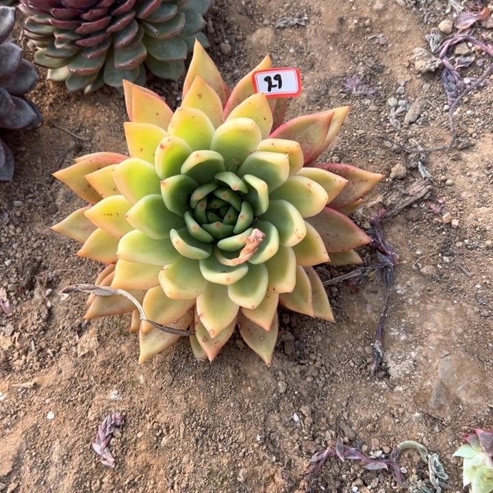 精品多肉植物老桩