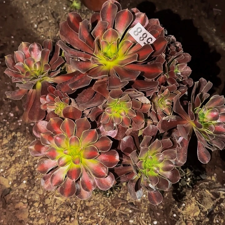 588花纳多肉植物不售后