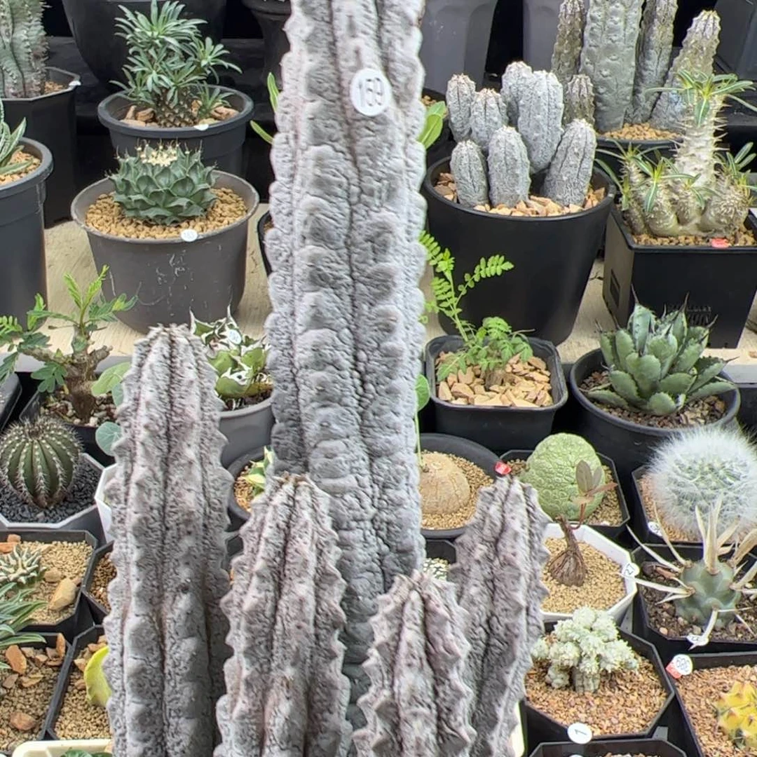 水泥柱群一物一拍带盆发