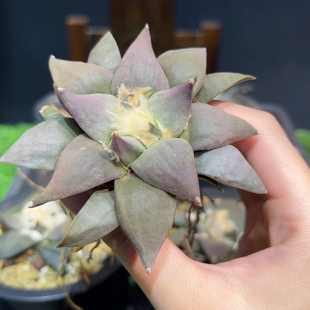 9cm实生艳肌青瓷杂萝卜根