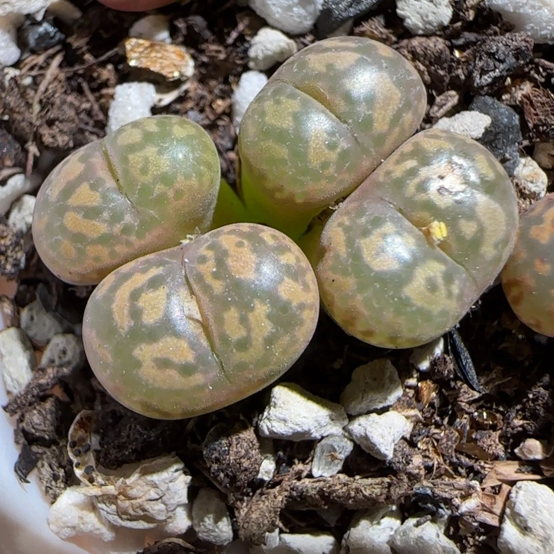 肉锥多肉植物组合-勋章有疤282