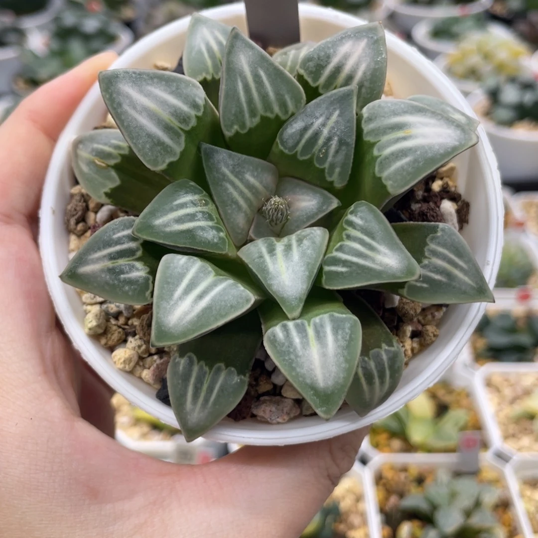 脱土发货 134 白寡妇