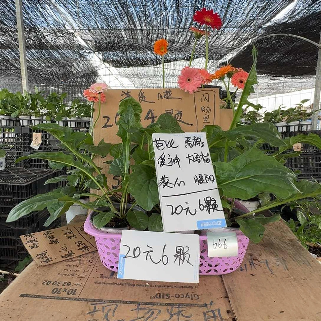 无花朵666组合高杆非洲菊