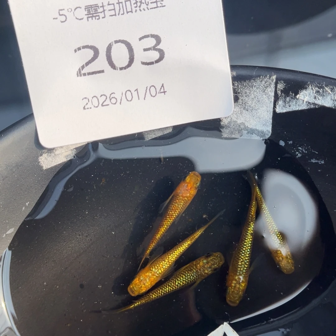 青鳉鱼203阳光五尾