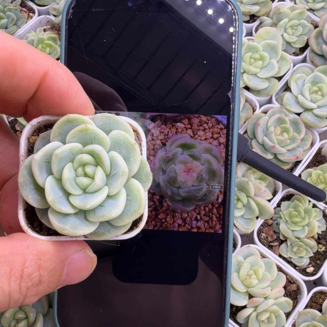 639号甜心255一物一拍