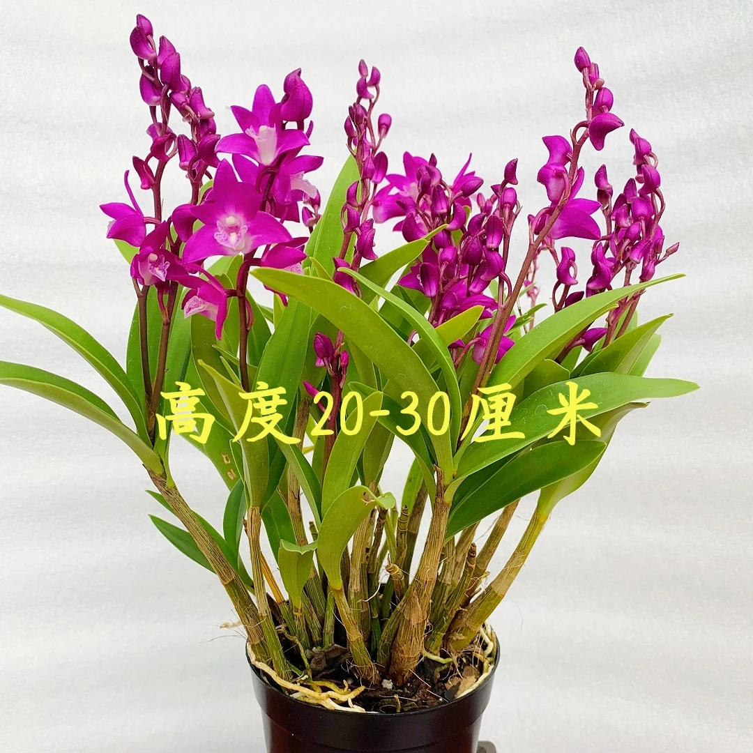 香水石斛兰浓香型花卉绿植盆栽好养室内兰花