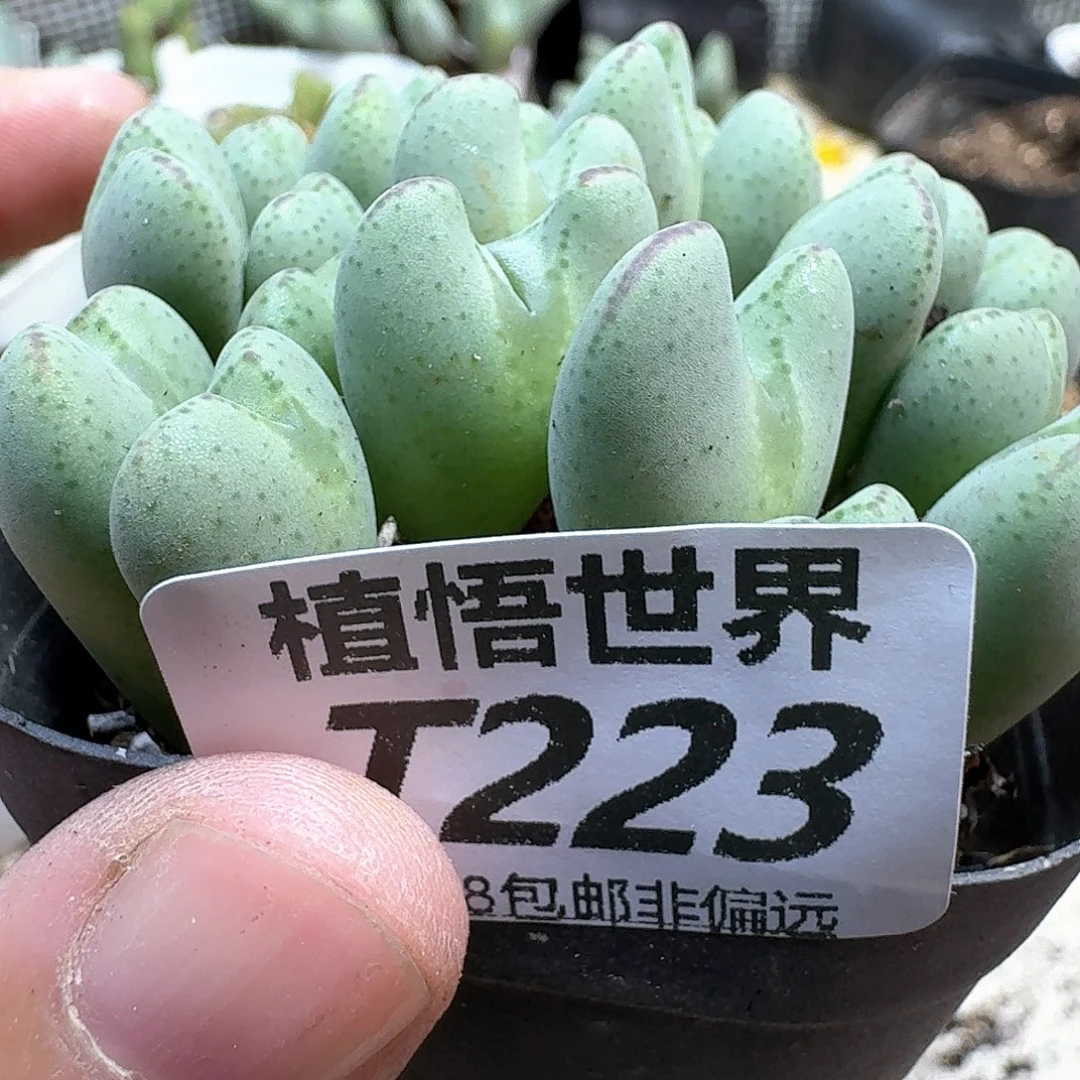 多肉植物的人生egb
