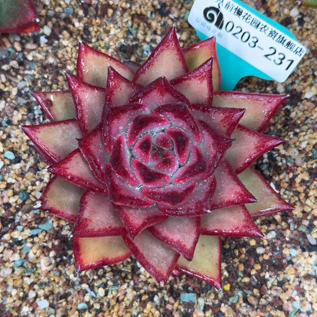 多肉一物一拍0203-231