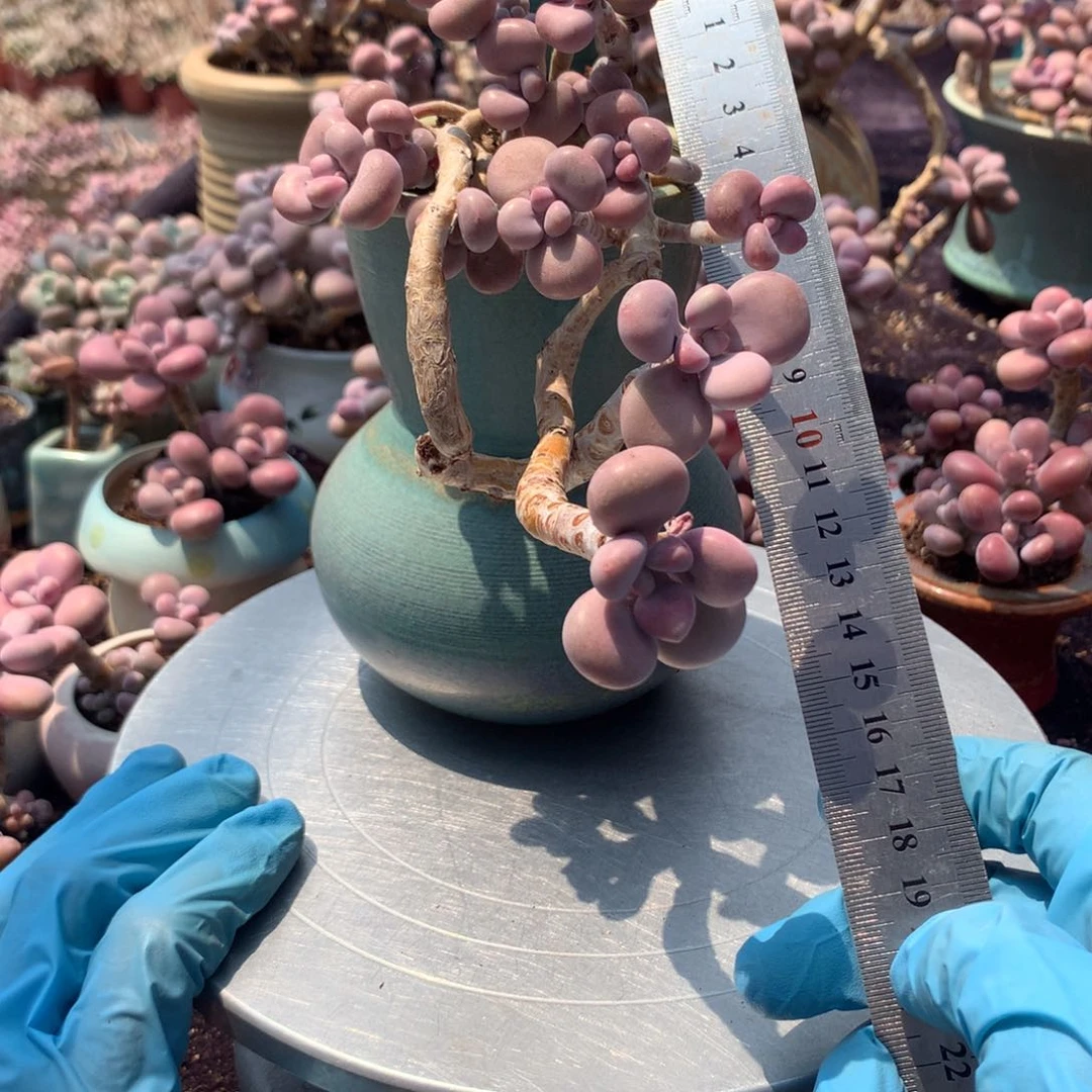 35感不带盆偏远的不包邮的有瑕疵