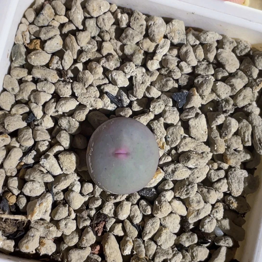 434v嘴嘟嘟嘴植物一物一拍