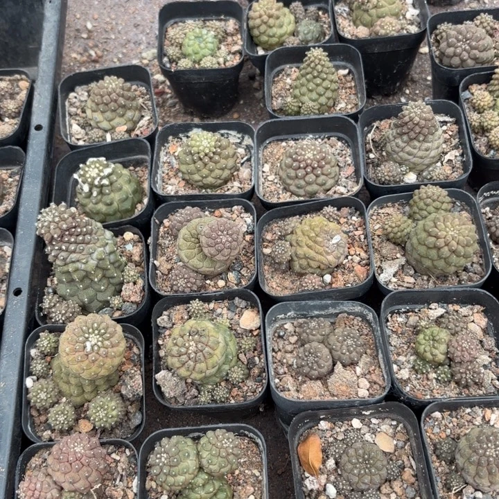 蜥蜴皮量拍好养皮实