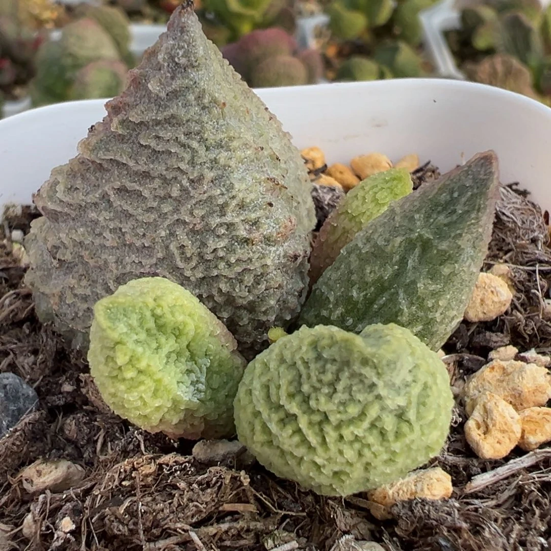 巨猪宝大苗多肉植物水泡