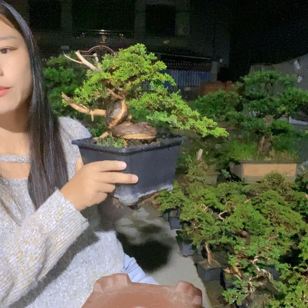 无花朵真柏盆景造型
