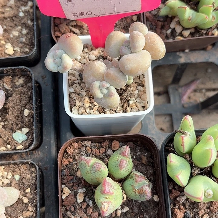 谁****堡ch z z v j h 164