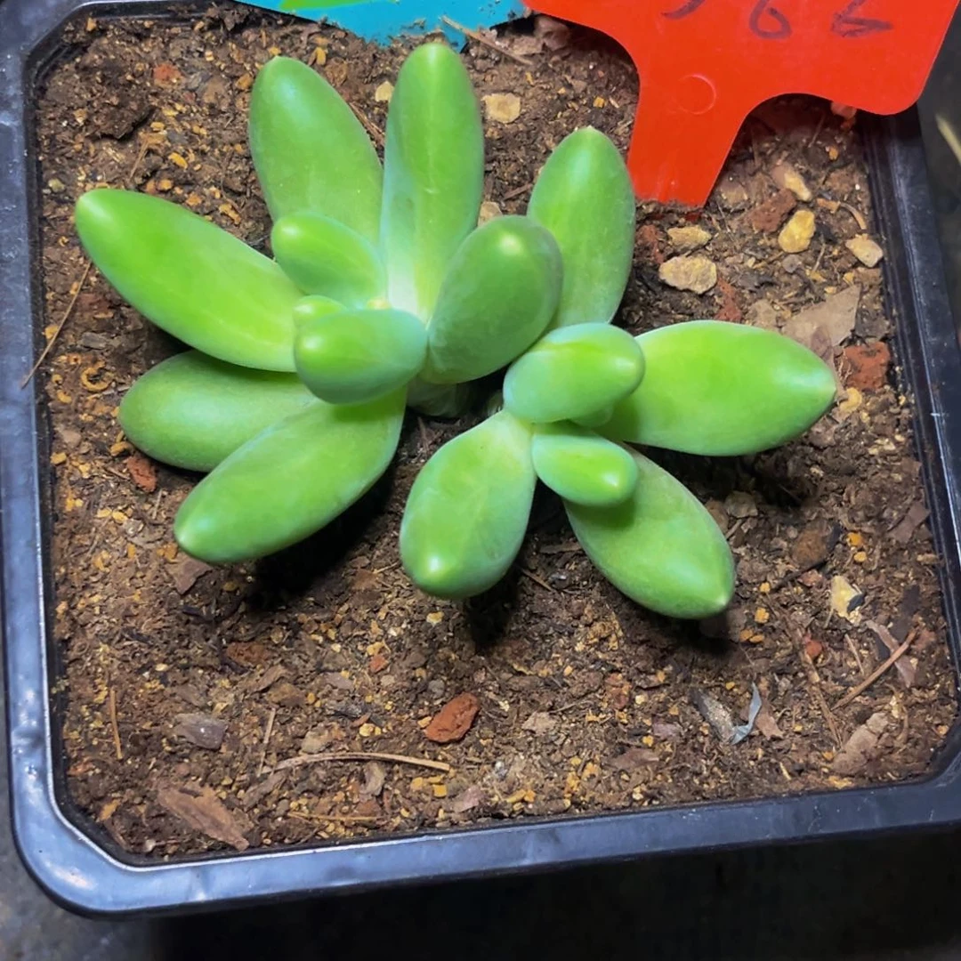 玉***金3366下午多肉植物群生