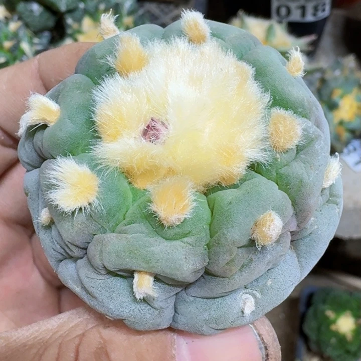 福利实生白肌095