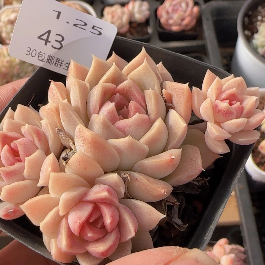 糯心老桩四头一颗