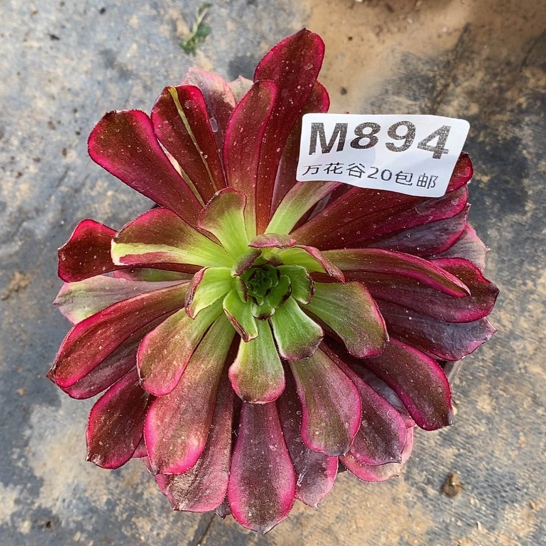 894仙墨变异多肉植物