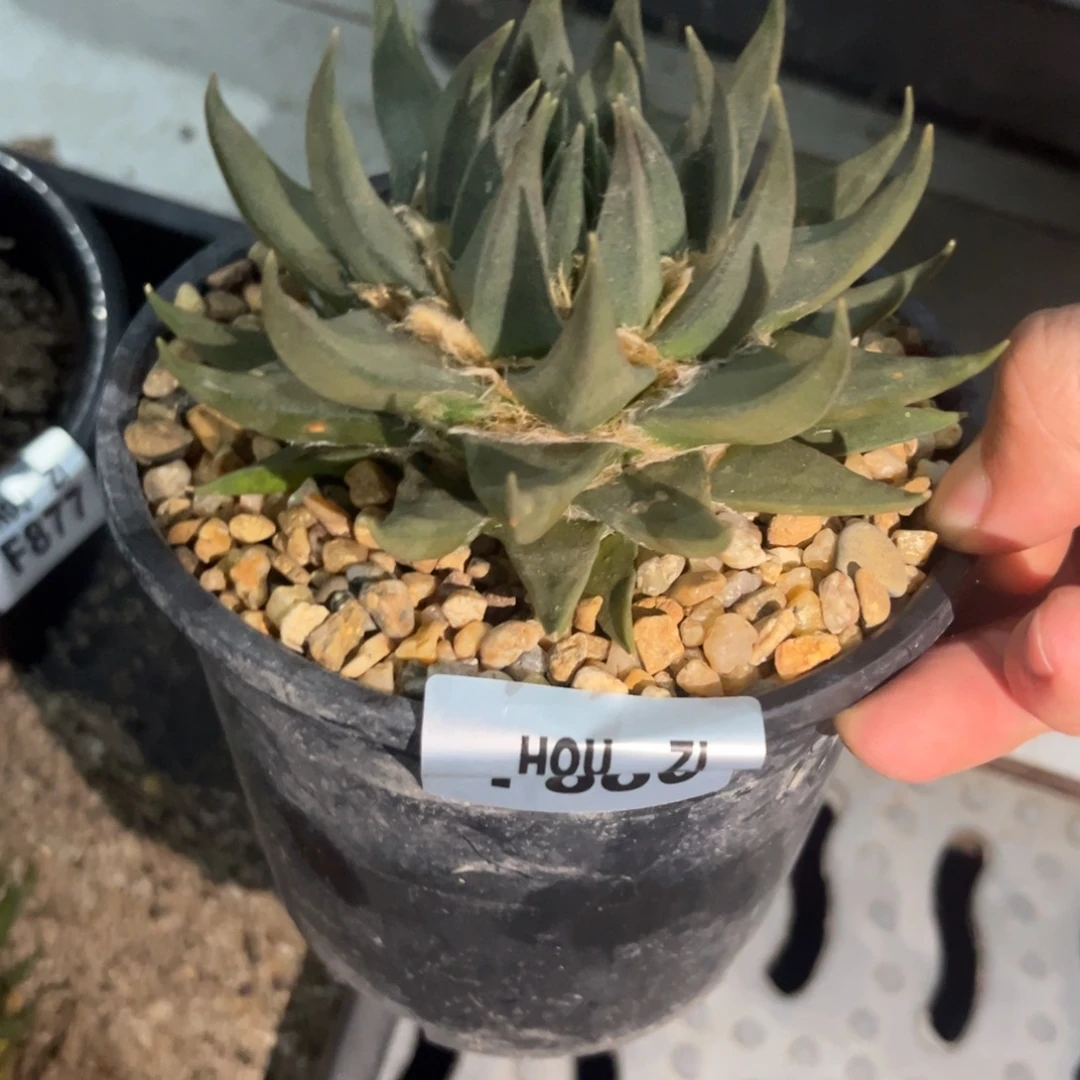 ^***^F880 十月二十二仙人球