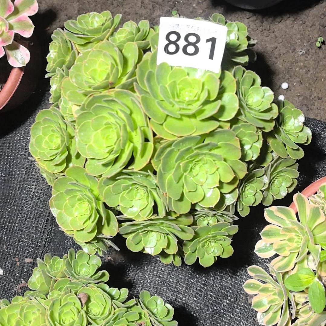 881万圣节花花法师3-20