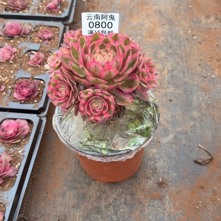 800号荔枝啊啊啊啊