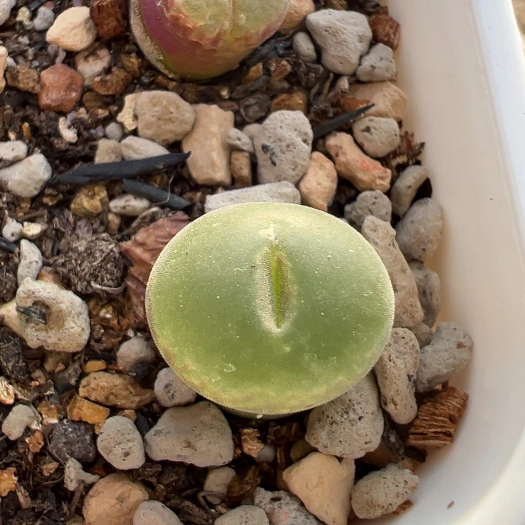 纽扣安格风铃多肉