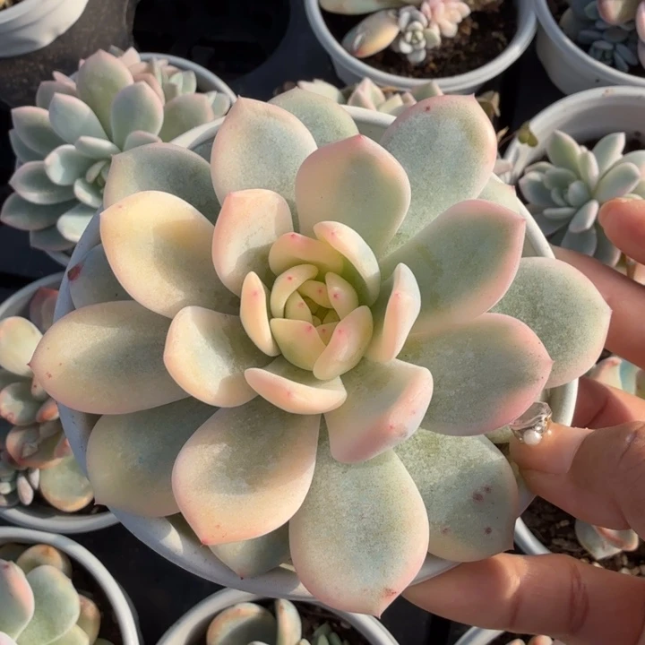 拼网速绝对潜力股