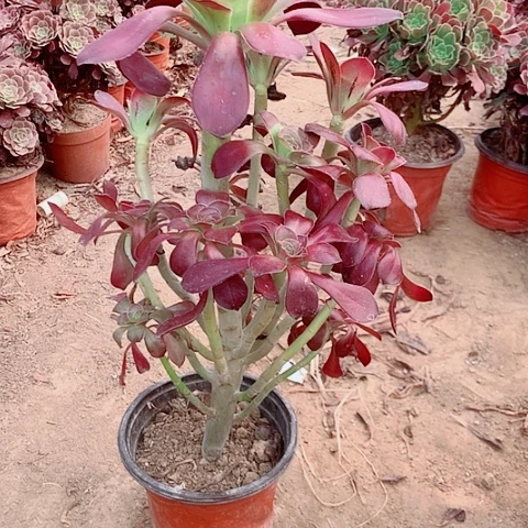 无毒多肉植物法师18