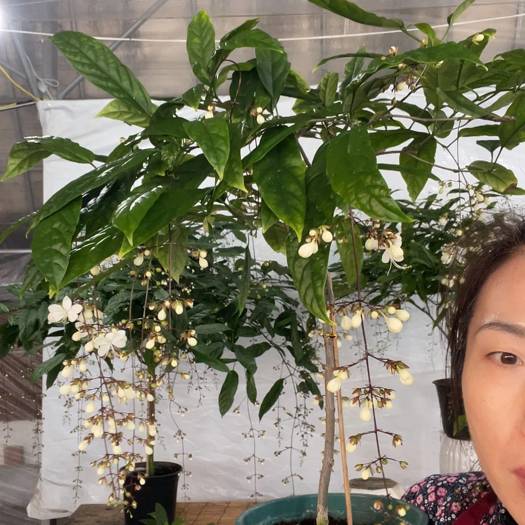 大部分花苞少量开放垂丝茉莉中颗一盆