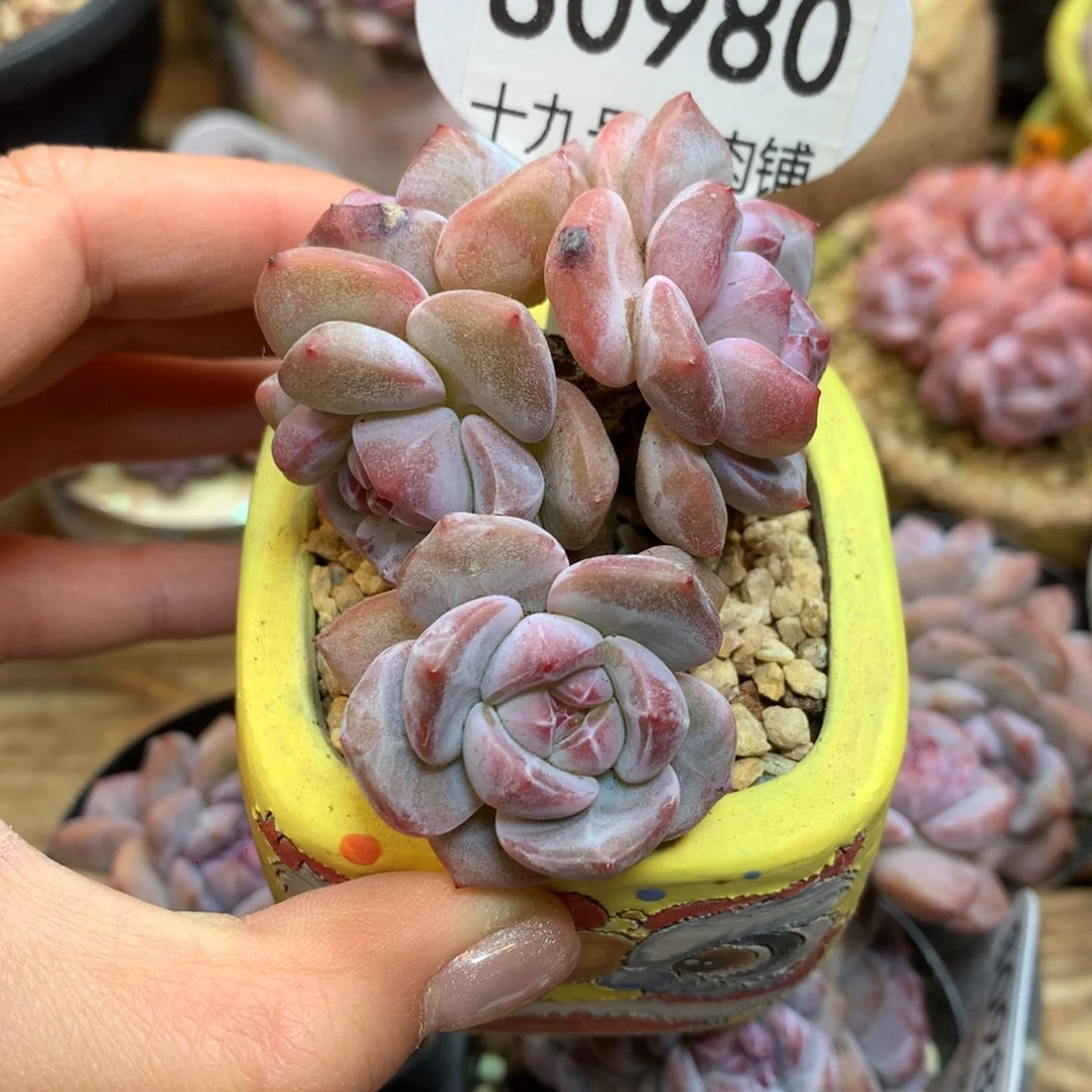 S0980 突尼斯 模特同款