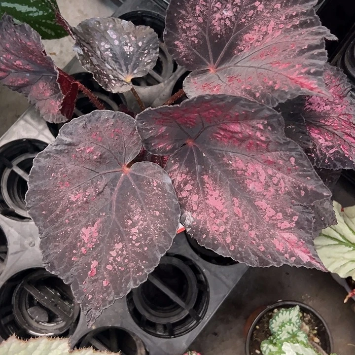 b***l无花朵68秋海棠一物一拍