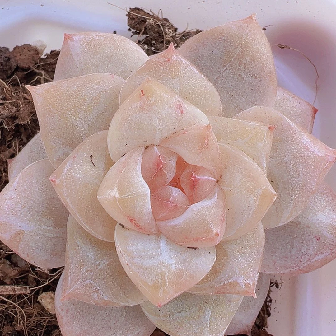 冰钻19包邮多肉植物