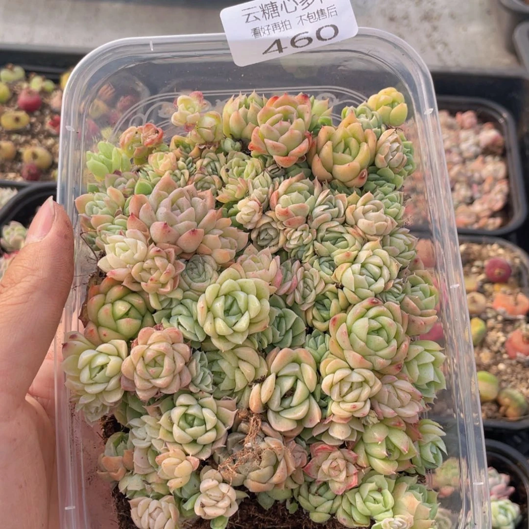 云糖心多肉植物460