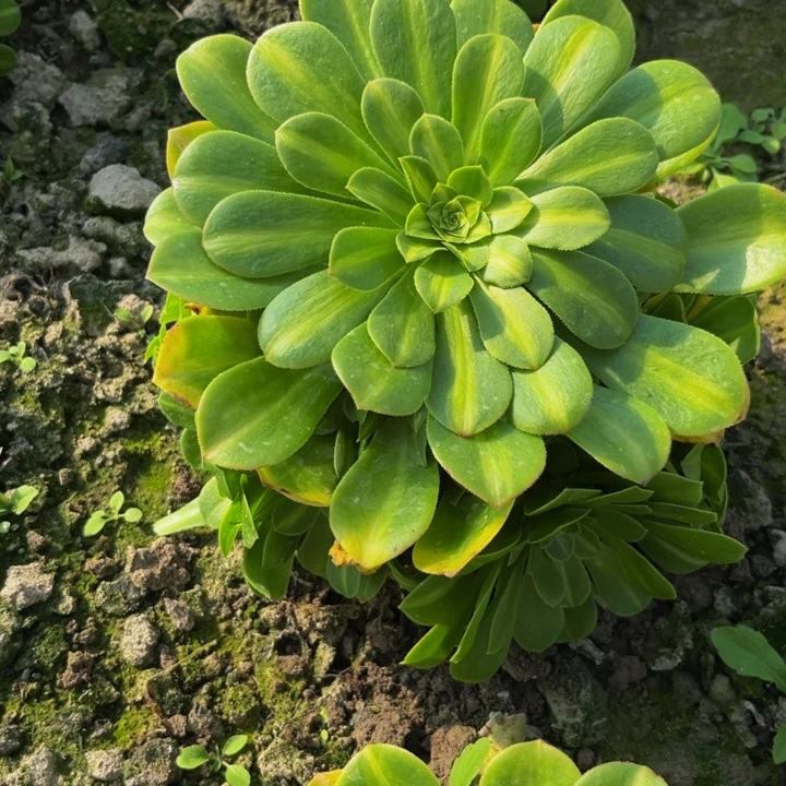 翡翠琉璃多肉植物捧花