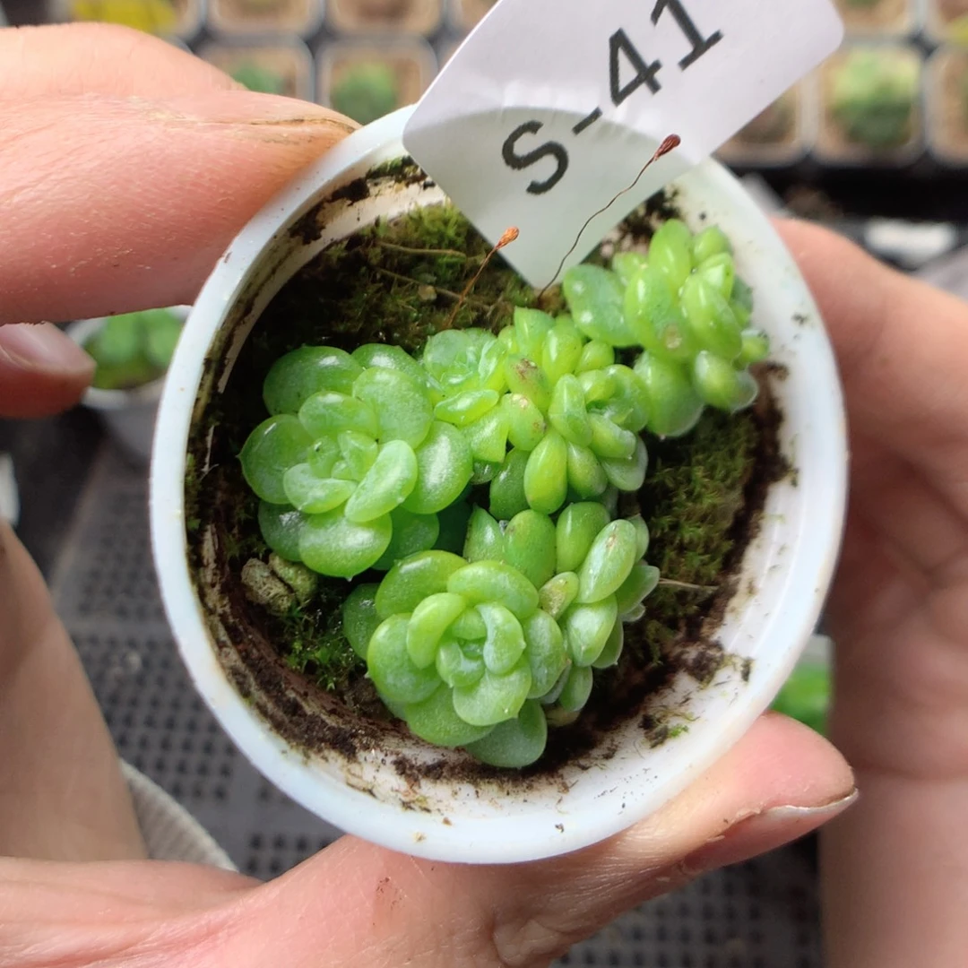 无花朵s41一英语天宇天天天天天天天