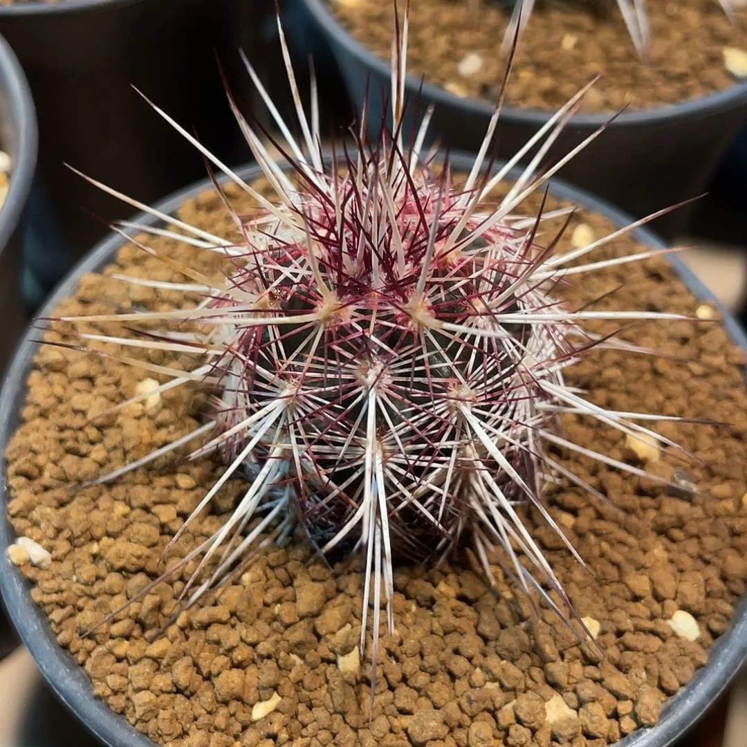 仙人球鹿角柱属红白司虾3.6厘米