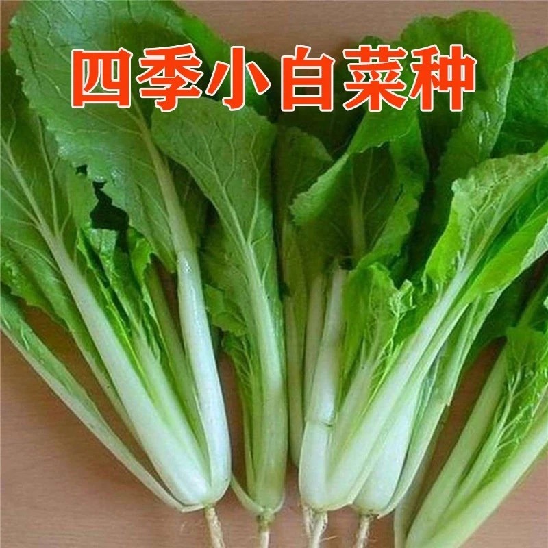 T269 四季小白菜种子四季小白菜种子蔬菜盆栽