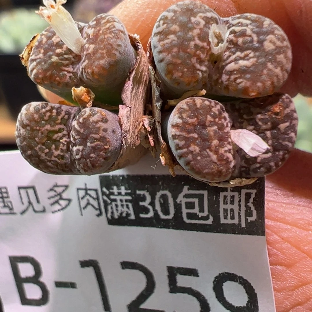 多肉植物11111111111
