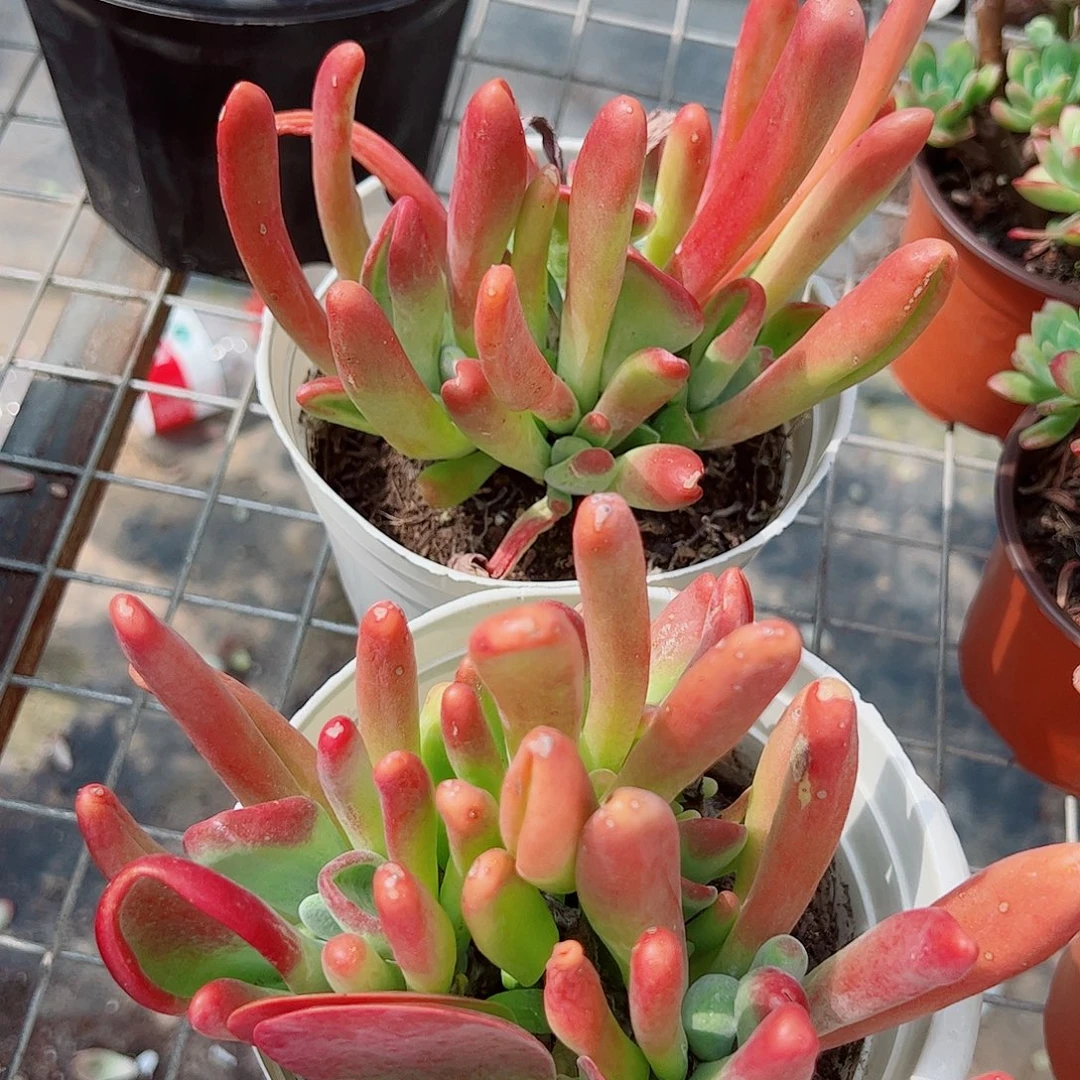 火狐狸多头大盆群老桩