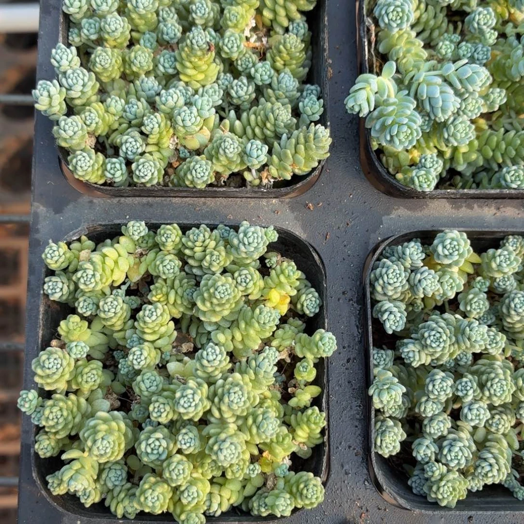 姬星美人多肉9.9包邮发货