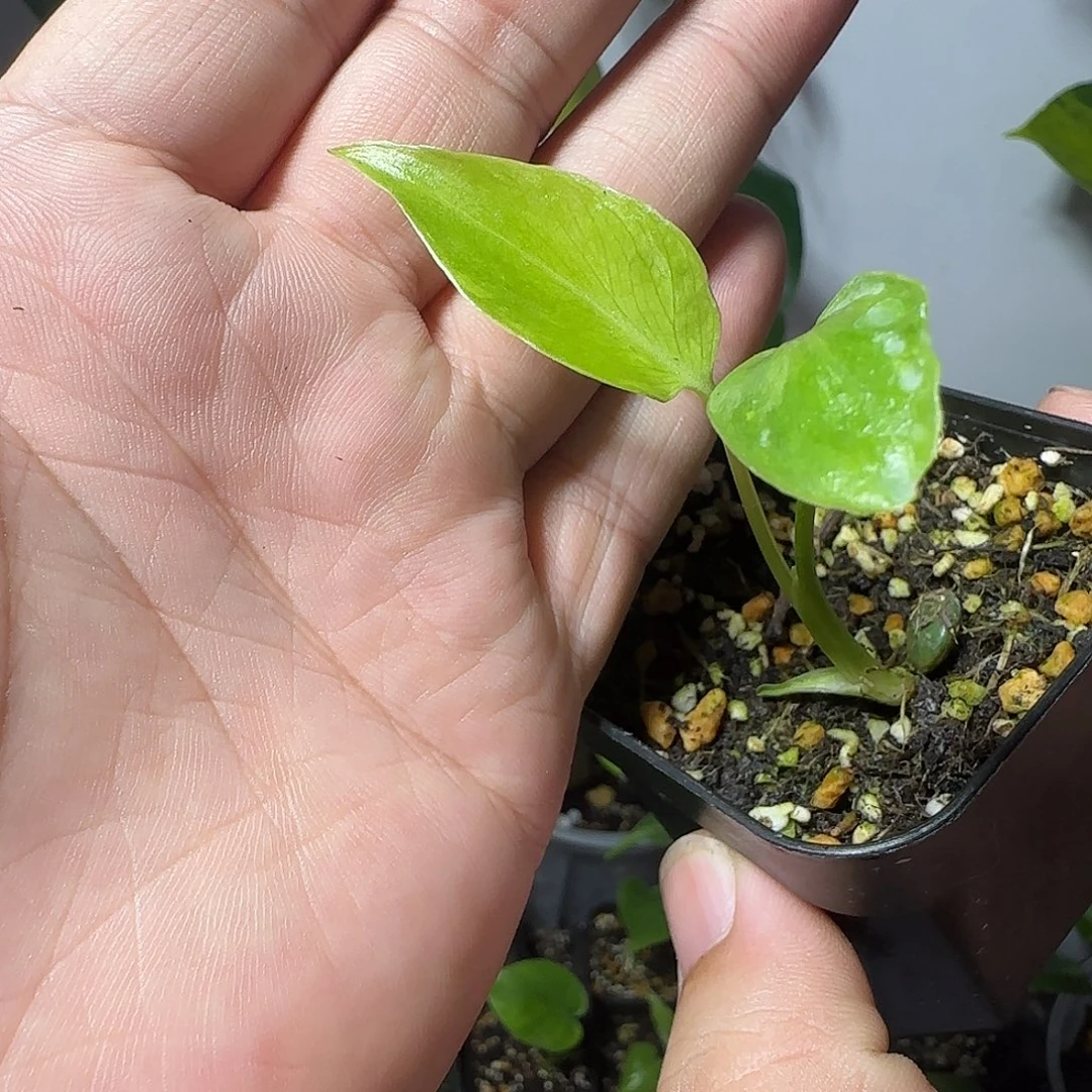 请****无花朵龟背竹种子苗