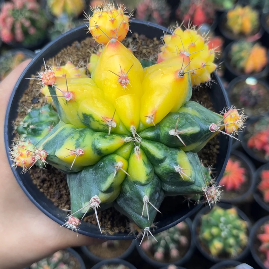 大母本 带盆土发货