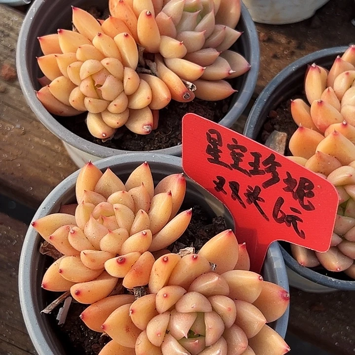 两盆  多头  星空珍妮